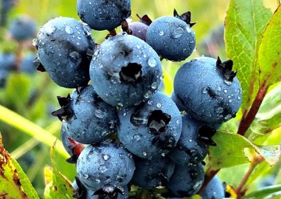 Bee Cee Farms U-Pick Wild Blueberries