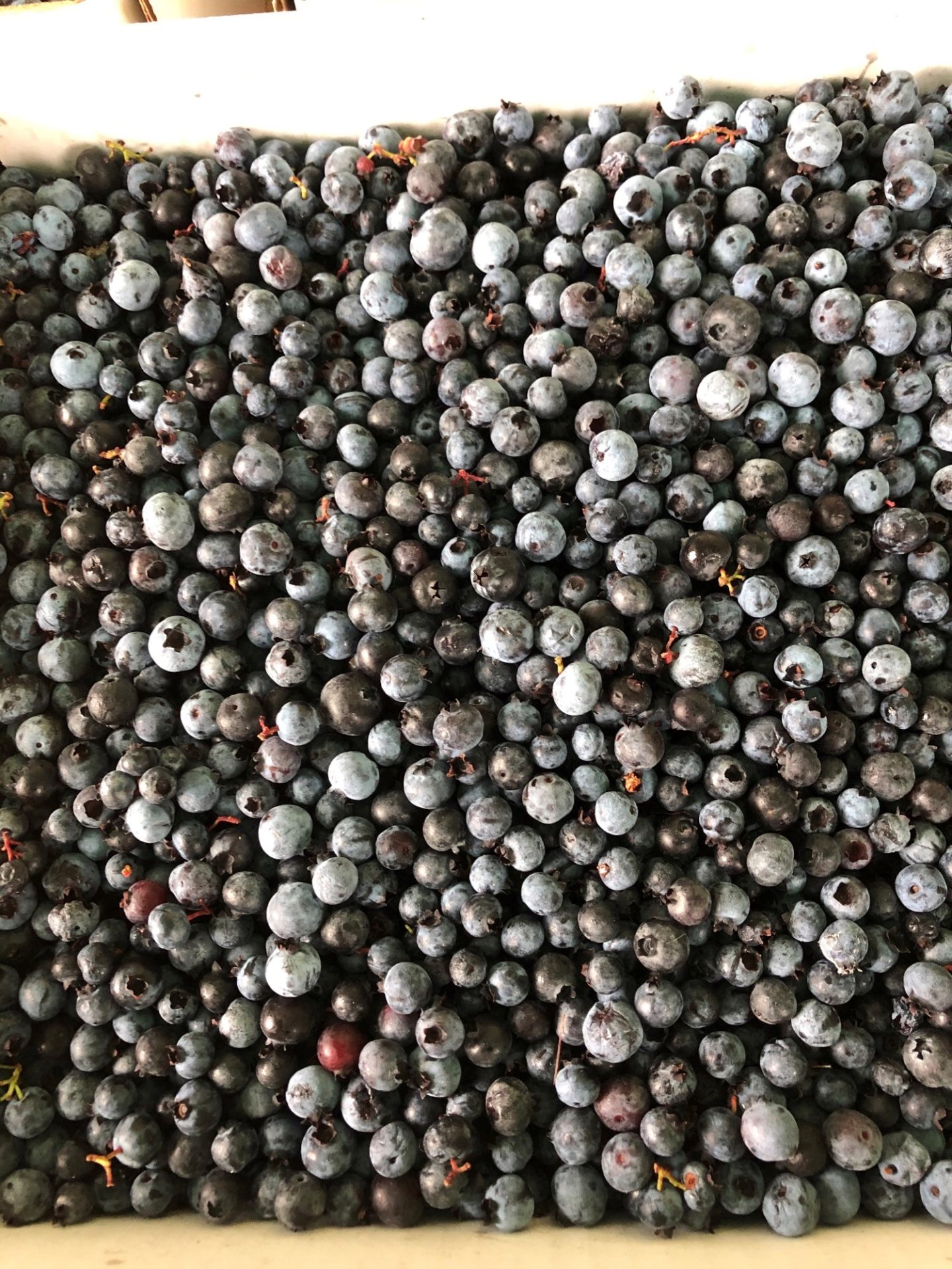 Bee Cee Farms U-Pick Wild Blueberries
